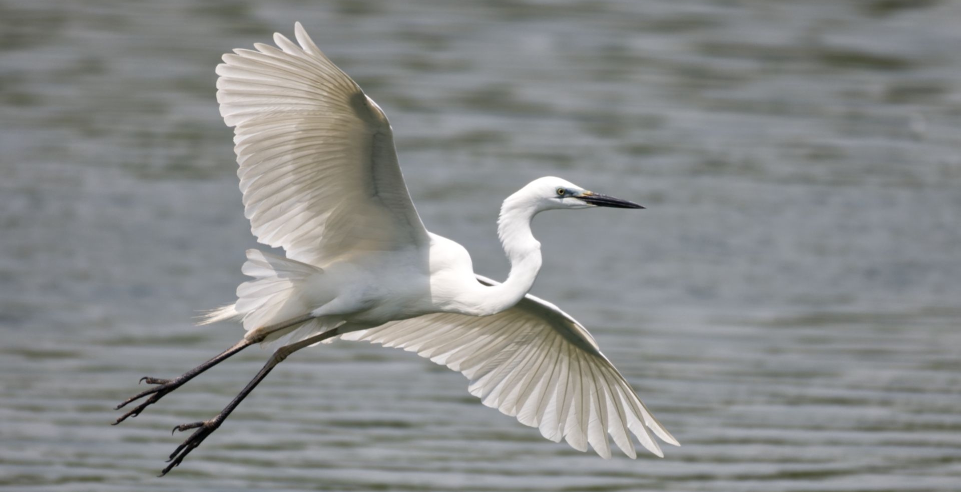 Snowy Egret Flying Over Water